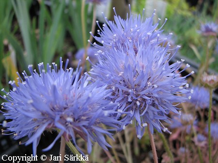 Jasione humilis, iberianmunkki